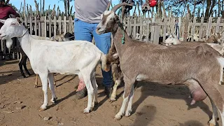cabras leiteira na feira da vila jerimum T.N-PE 17/03/2024