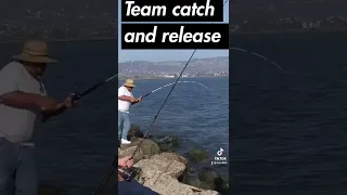 California halibut catch and release￼