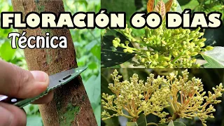 TÉCNICA del RALLADO y anillado arboles FRUTALES AGUACATE floración SEGURA 100%  MUCHA FLORACIÓN