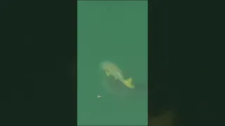  a big catfish attacks a big carp during the fight 😱💪