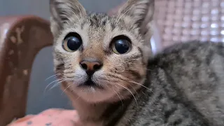 relaxing cat video,watch my cats ,foster kitten baby 💕#cat #cats #kitten