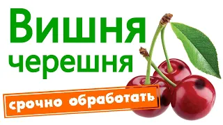 Вишня и черешня. Вишневая муха и долгоносик.