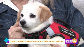 Lucky the Poochipug: A true tale of love, loss, grieving, rescue, illness, healing and happiness!