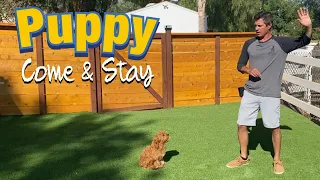 Train your puppy to come to you