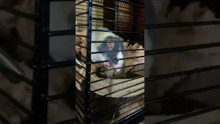 I gave my rat a puzzle...