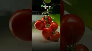 The automated GRoW tomato harvester by @ridder-greenhouse-technology 🍅#sustainability #tomato #tech #future #shorts