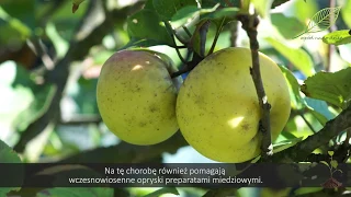 Drzewa owocowe - jabłoń, brzoskwinia- walka ze szkodnikami i chorobami na drzewach