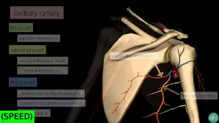 [SPEED] Upper Limb Arteries