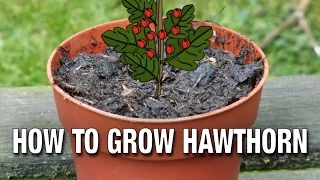 How to Grow a Hawthorn from Seed