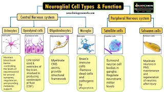 Neuroglial Cell Types by location and Basic function|| 6 Types of Glial cells and their function