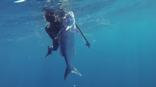 Western Australia Reef Spearfishing