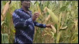 MP Waluke flaunts his bumper maize harvest