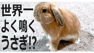 世界一、よく、鳴くうさぎ!!ご立腹集　（チャップ・ダンダンウー）　The rabbit which cries much best