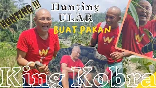 Hunting cari ular buat pakan 24 King Kobra @suwapetualang