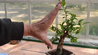 Bonsai Tejocote Crataegus mexicana