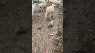 Puppy Follows Herd of Sheep on Dirt Road - 1282081