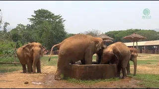 Fun Moments at the Water Trough! - ElephantNews