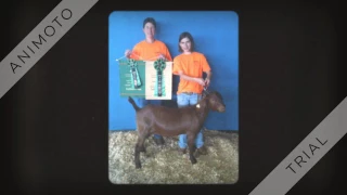 Showing Goats and Dairy Cattle