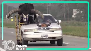 Police pull over car with giant bull riding shotgun