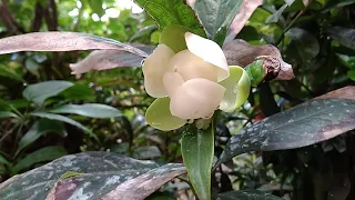 Kavati Chafa, Magnolia liliifera