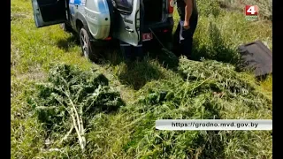 Новости Гродно. Более 70 кг конопли уничтожено в Мостовском районе. 02.08.2019