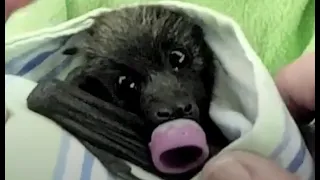 Baby flying-fox arrives in care:  this is Juniper