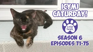 ICYMI Caturday! * Lucky Ferals S6 Episodes 71 - 75 * Cat Videos Compilation - Feral Kittens