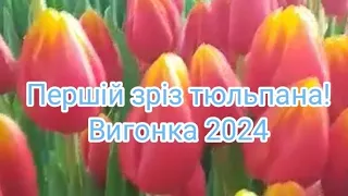 Вигонка 2024! Першій зріз тюльпанів!