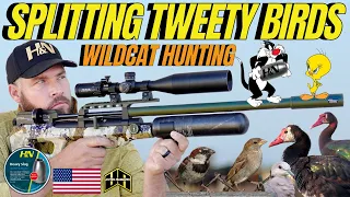 SPLITTING TWEETY BIRDS WITH AIR GUN HUNTING I FX WILDCAT MK3 AIR GUN HUNTING I AIR GUN PEST CONTROL