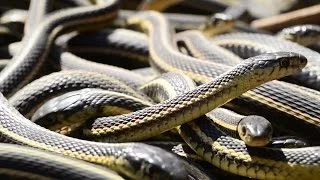 If You're Scared of Snakes, Don't Watch This | National Geographic