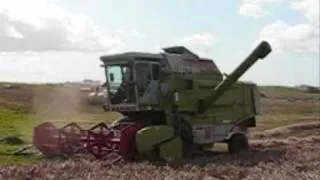 Combining with  Claas Dominator 86