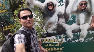 #thailand The Flight of Gibbon, Zip Lining, Chiang Mai, #zipline #adventure #gibbon