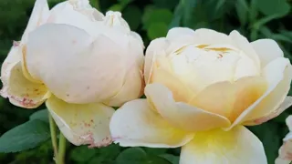 Роза Чарльз Дарвин. Charles Darwin Rose. Оригинатор Дэвид Остин.