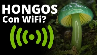 El extraño y fascinante mundo de los hongos
