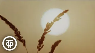 Служба солнца. Научно-популярный фильм (1974)