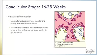 The Five Stages of Fetal Lung Development