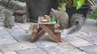 Squirrels Using Squirrel-Sized Picnic Table that I made.