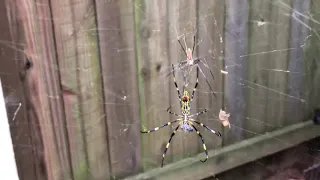 Asian Joro Spiders