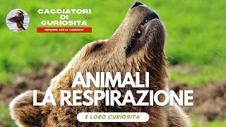 Animali la RESPIRAZIONE - per bambini della scuola elementare