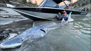 How To Fish The Fraser River! White Sturgeon Fishing In BC Lillooet! Catch The Fever Hellcat Rods!