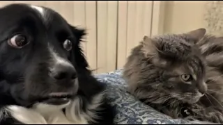 Funny cat videos and dogs😆 Funny animal videos - Funny Animals 198