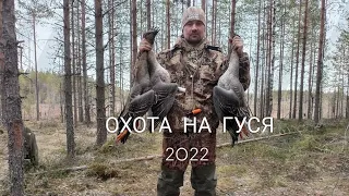 ОХОТА НА ГУСЯ 2022 ВЕСНА. КАРЕЛИЯ.КЕТНЕР ГУМЕННИК. #охотанагуся2022