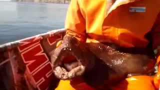 Рыба Собака. Сахалин