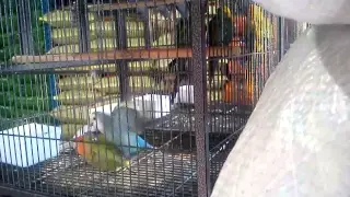 Beautiful lovebirds mating and humping