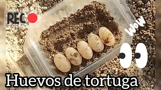 Recolección e incubación de huevos de tortuga. 🐢🙂🌵