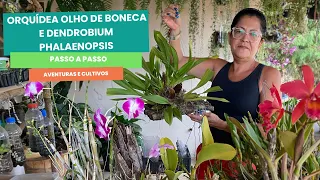 Como Plantar Orquídea Olho de Boneca e Dendrobium Phalaenopsis em Jangadinha Passo a Passo Completo!