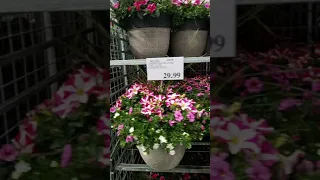 Costco Flowers Shopping Deals 2021