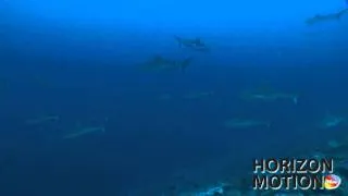 FULL HD 1080P 馬爾地夫 Maldives 鯊魚 海底 生物 海底攝影 aq0002836