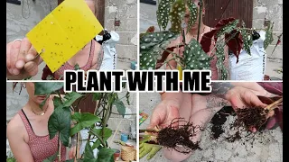 PLANT WITH ME - Albo variegata | Pflanzen vs. TRIPSE | Pflanzen teilen, vermehren, umtopfen, düngen