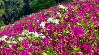 2020/04/28　冨士山公園のつつじ　六分咲き　～愛媛県大洲市～